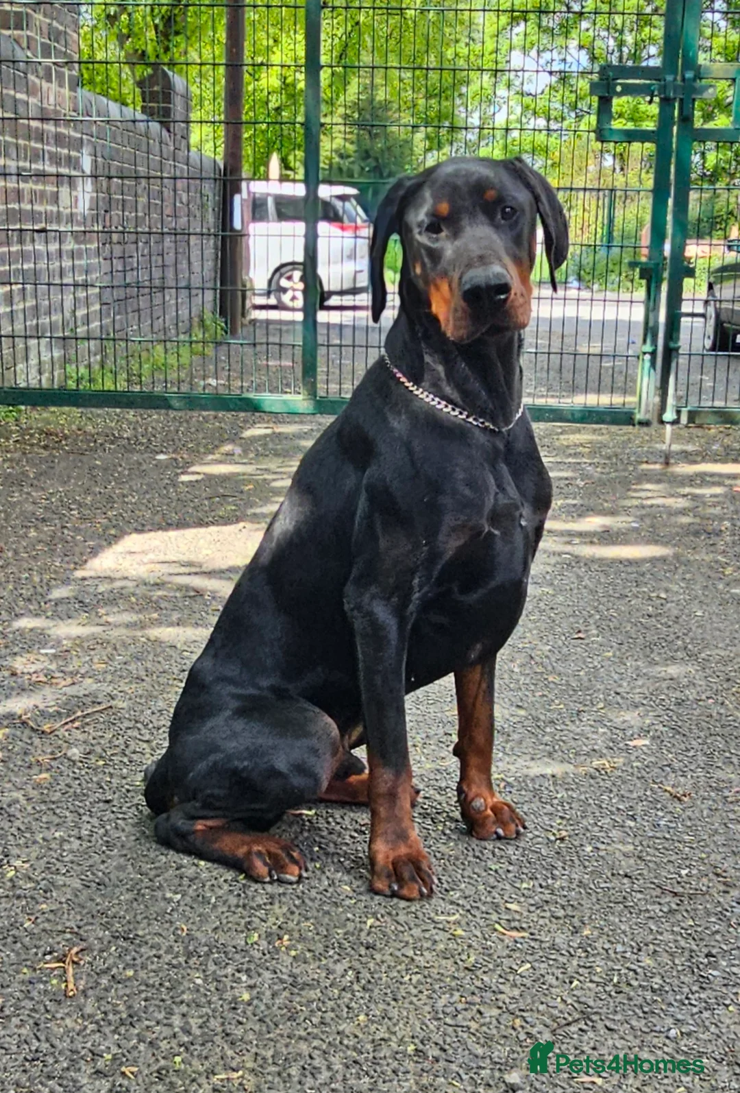 Dobermann dogs for sale: KC Doberman Male - Advert 1