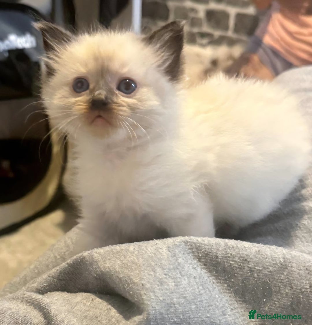 Ragdoll cats for sale: Pure ragdoll kittens  - Advert 2