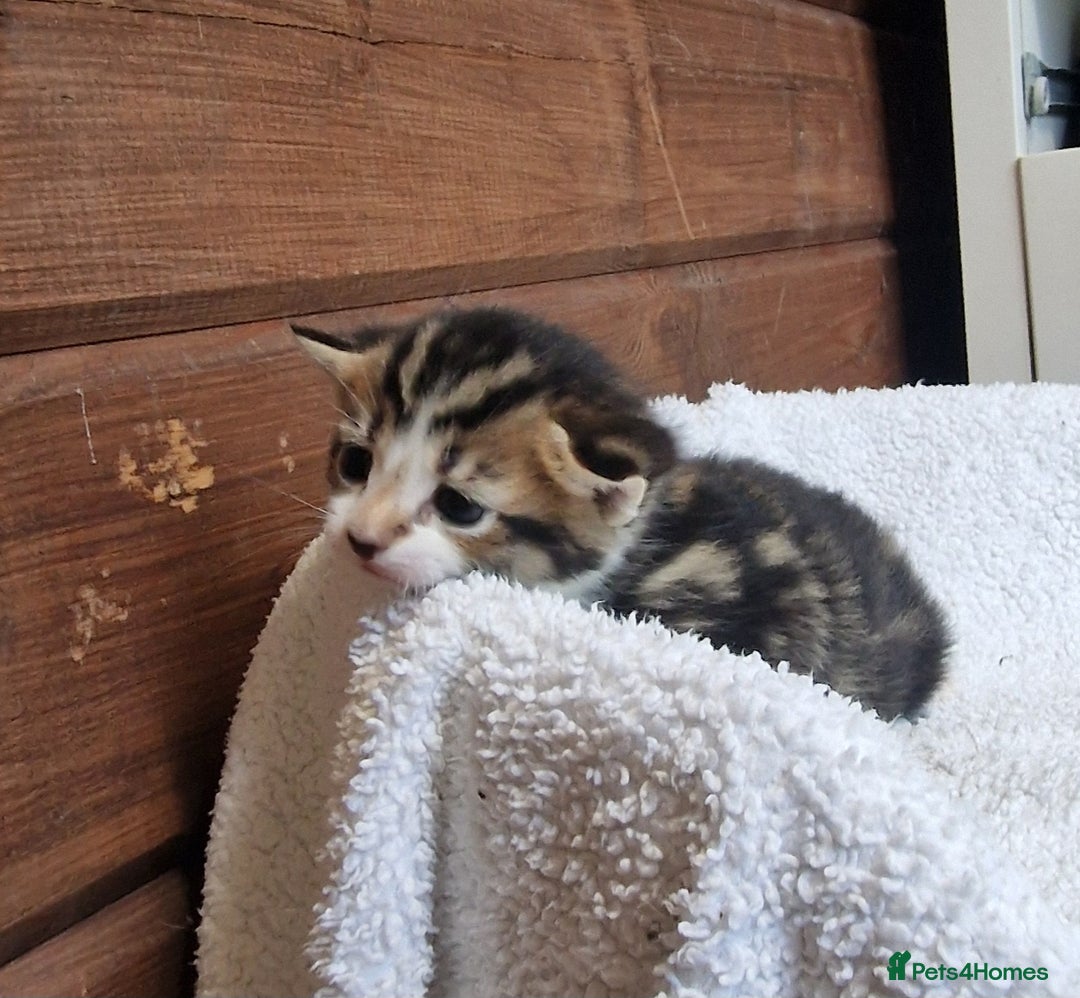 Mixed Breed cats for sale: 3 Gorgeous Kittens - Advert 9
