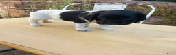 English Springer Spaniel dogs for sale: Traditional working English Springer spaniel  - Advert 18
