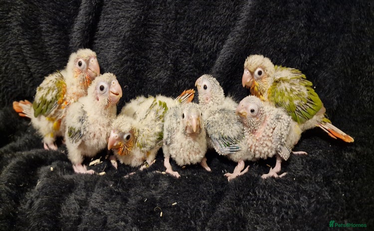 Conures birds Beautiful fully hand reared conure baby's  - Advert 3