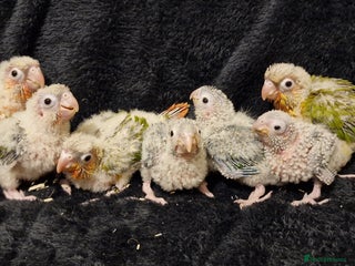 Conures birds Beautiful fully hand reared conure baby's - Advert 4