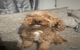 Cockapoo dogs for sale: bella wand waffle - Advert 8