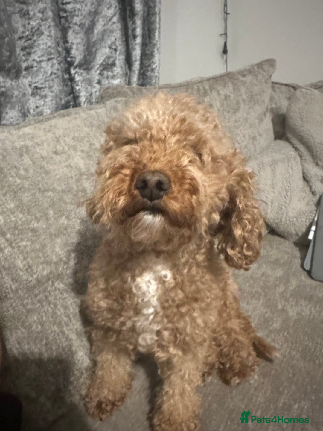 Cockapoo dogs for sale: bella wand waffle - Advert 8