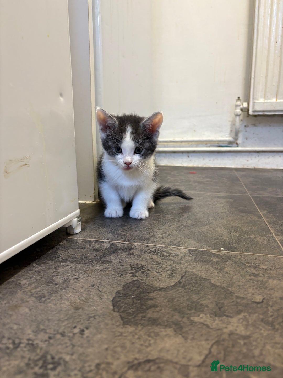 Maine Coon cats for sale: 7 adorable maincoon kittens  - Advert 8