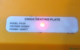 Quail poultry for sale: SEXED CHINESE PAINTED BUTTON QUAILS AVAILABLE ! - Image 8