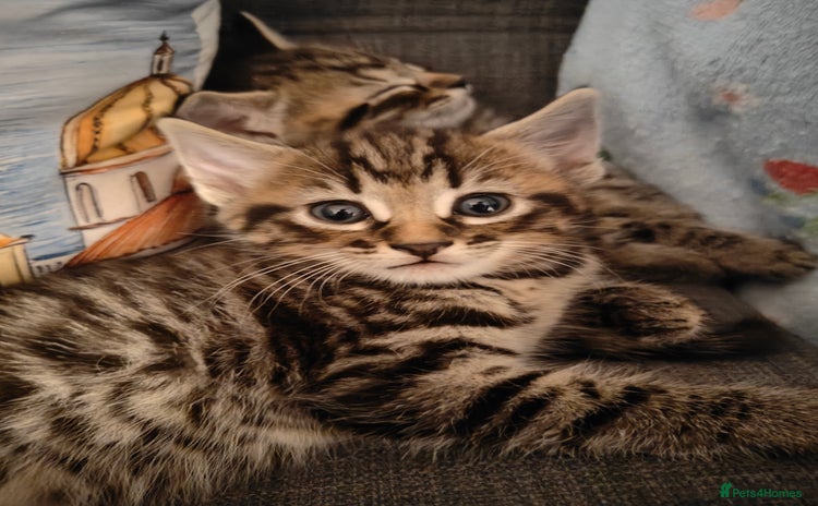 Mixed Breed cats - Advert 2