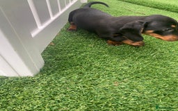 Miniature Dachshund dogs for sale: 4 adorable miniature dachshund puppies  - Image 31