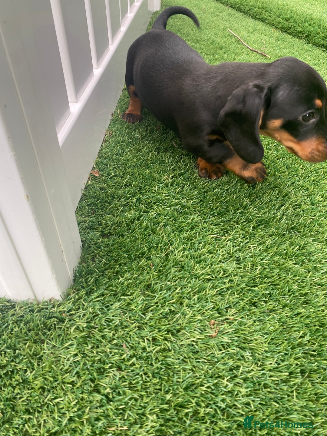 Miniature Dachshund dogs for sale: 4 adorable miniature dachshund puppies  - Image 31