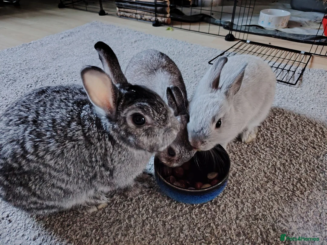 Netherland Dwarf rabbits for sale: Young Netherland Dwarf rabbit  in Coulsdon - Advert 2