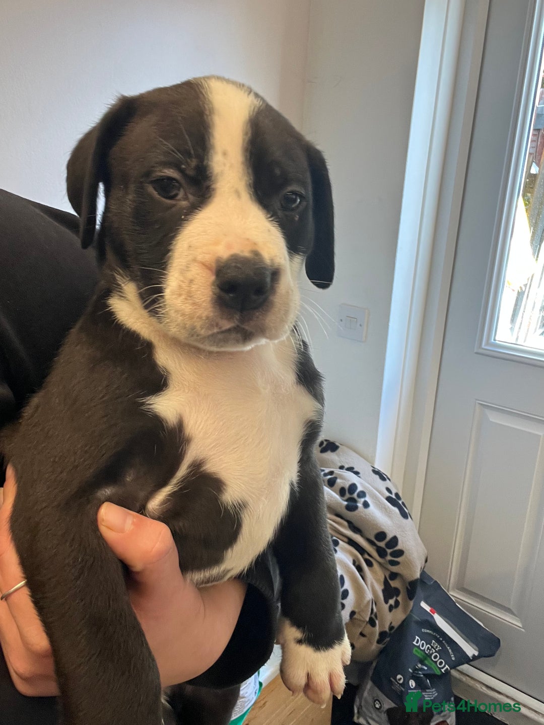 Mixed Breed dogs for sale: Boerboel cross with American bulldog - Advert 11