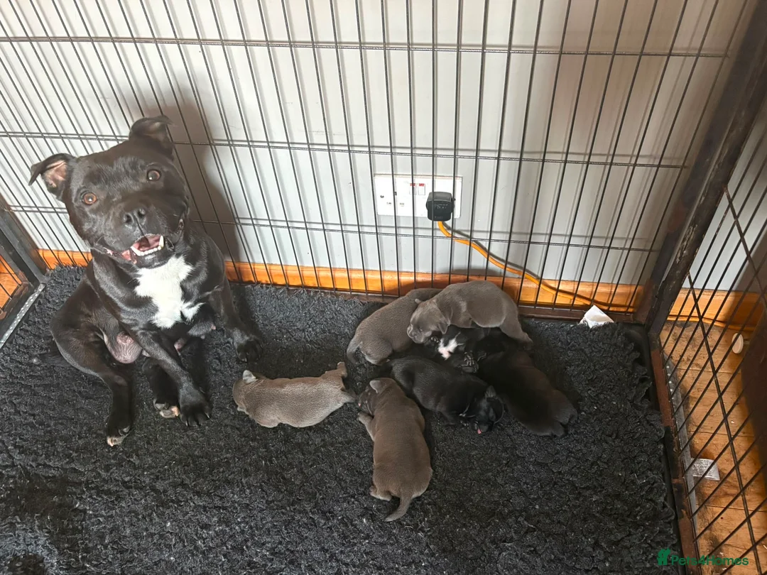 Staffordshire Bull Terrier dogs for sale: STAFFORDSHIRE BULL TERRIER BULLSCAFF PUPPIES - Advert 8