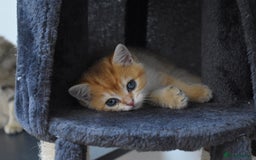 British Shorthair cats for sale: ✨🐾 Soft & Adorable Golden White Blue Kitten 🐾✨ - Image 1