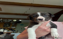 Border Collie dogs for sale: Border collie pups  - Image 3