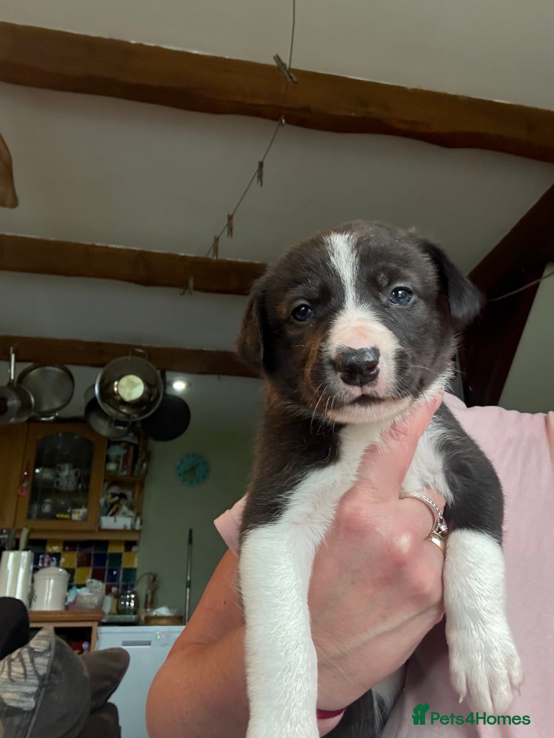 Border Collie dogs for sale: Border collie pups  - Image 3