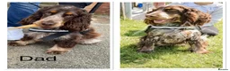Cocker Spaniel dogs for sale: 🐾Beautiful Show Type Cocker Spaniel Puppies 🐾 - Advert 12