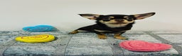 Chihuahua dogs for stud: STUNNING SMOOTH COAT CHIHUAHUA AVAILABLE AT STUD in Grays - Advert 10