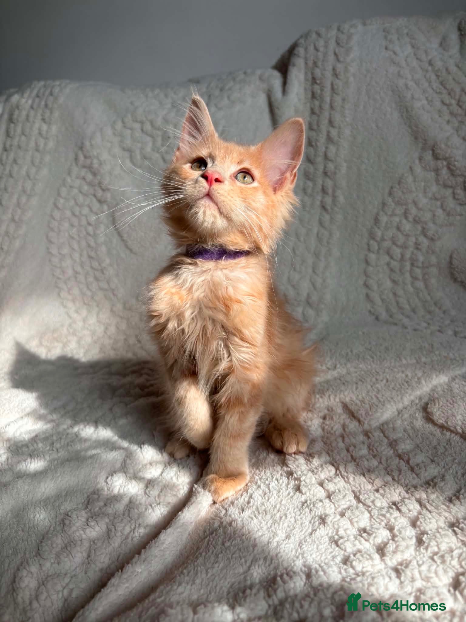 Maine Coon cats Cream Tabby Maine Coon Male Ready Now  - Advert 10