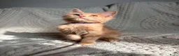 Maine Coon cats for sale: Cream Tabby Maine Coon Male Ready Now  - Advert 1