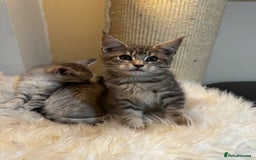 Maine Coon cats for sale: Beautiful Maine coon Mixed Kittens  🏡 - Image 5
