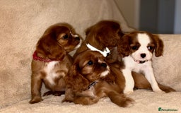 Cavalier King Charles Spaniel dogs for sale: King Charles Cavalier Puppies  - Image 15