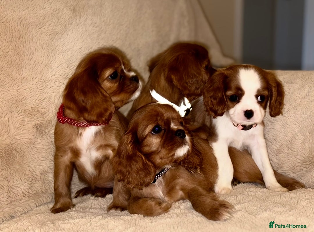 Cavalier King Charles Spaniel dogs for sale: King Charles Cavalier Puppies  - Image 15
