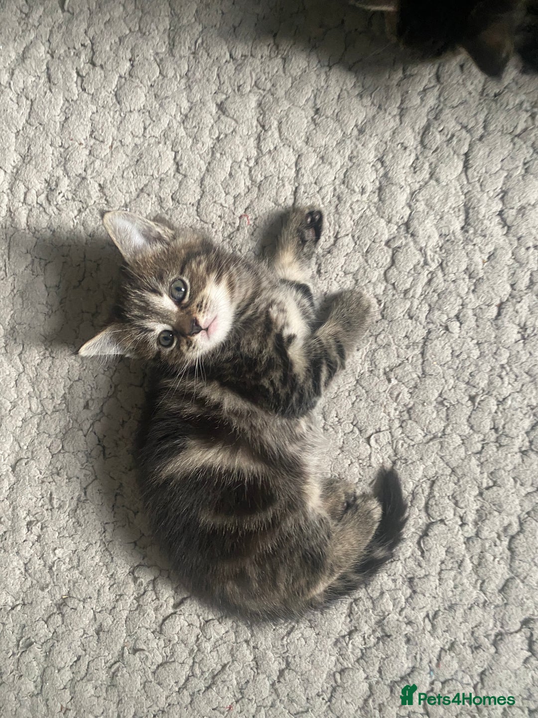 Maine Coon cats for sale: Adorable Tabby Kittens Looking for New Homes 🐾💕” - Image 3