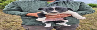 Border Collie 5