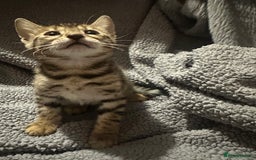 Bengal cats for sale: Beautiful bengals  - Advert 27