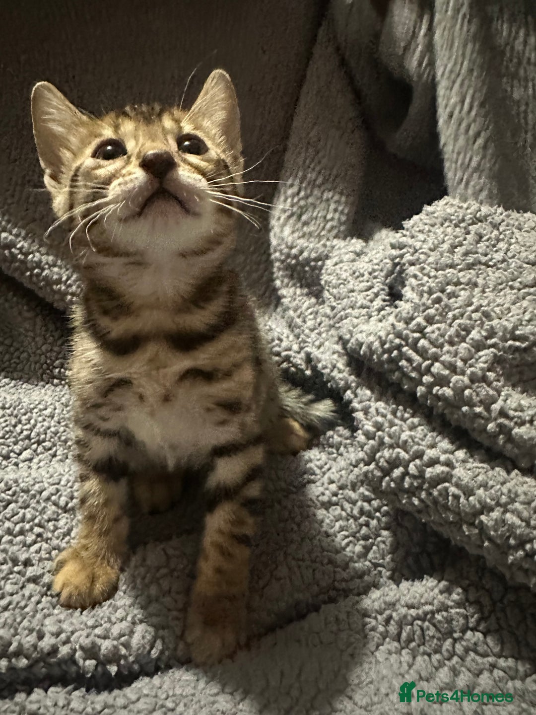 Bengal cats for sale: Beautiful bengals  - Advert 27