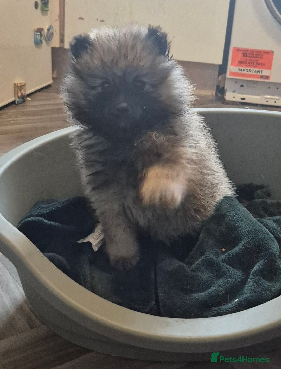 Pomeranian dogs for sale: Beautiful little pomeranians - Advert 5