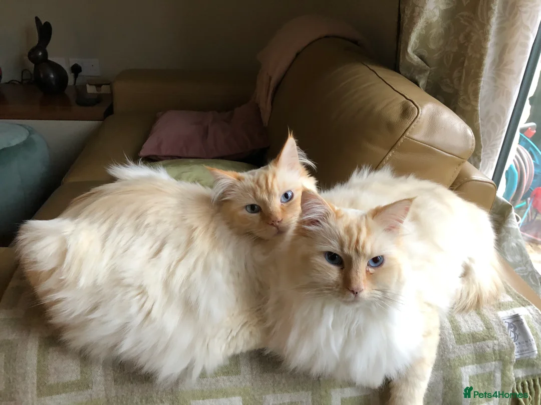 Ragdoll cats for sale: 2 ragdoll 8 year old brothers - Advert 12