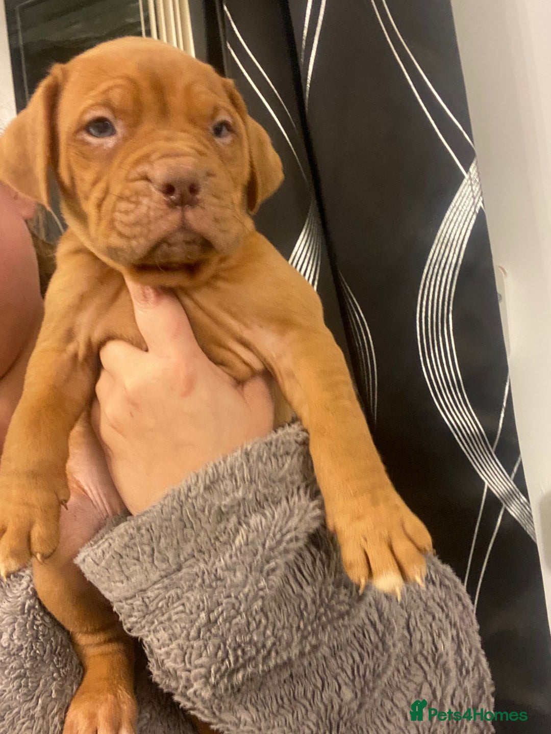 Mixed Breed dogs for sale: Dogue de bordeaux x staff puppies  - Advert 5