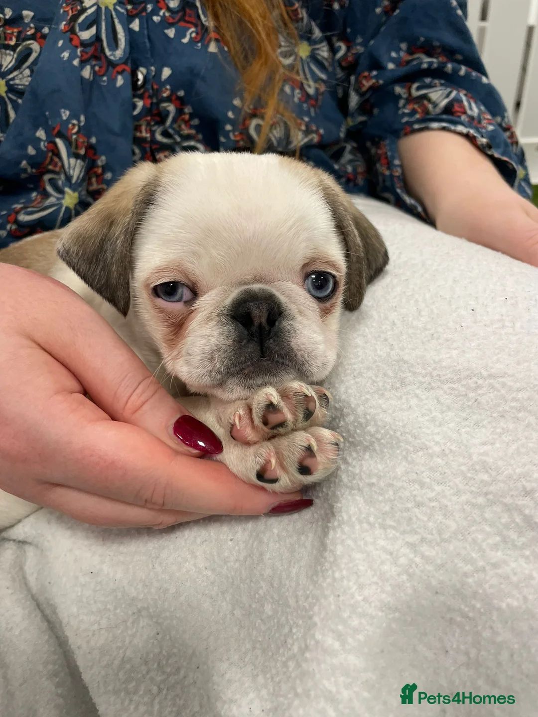 Pug dogs for sale: Rare panda pugs - Advert 15