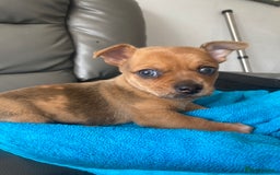 Chihuahua dogs for sale: Chihuahua boy puppy  - Image 3