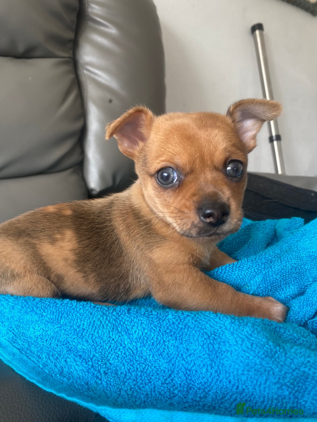 Chihuahua dogs for sale: Chihuahua boy puppy  - Image 3
