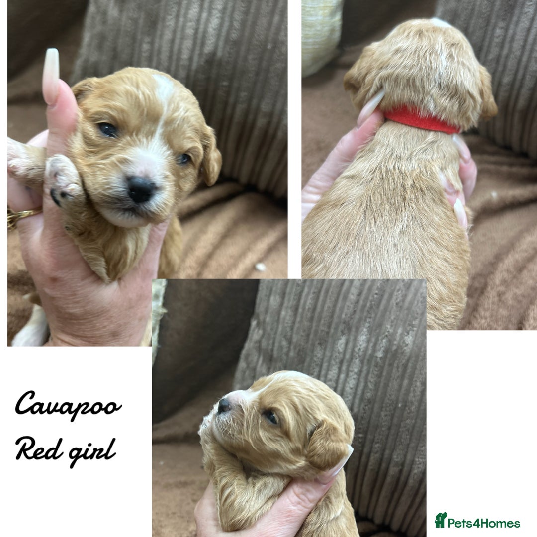 Cavapoo dogs for sale: Beautiful fully DNA tested Cavapoo's  - Image 7