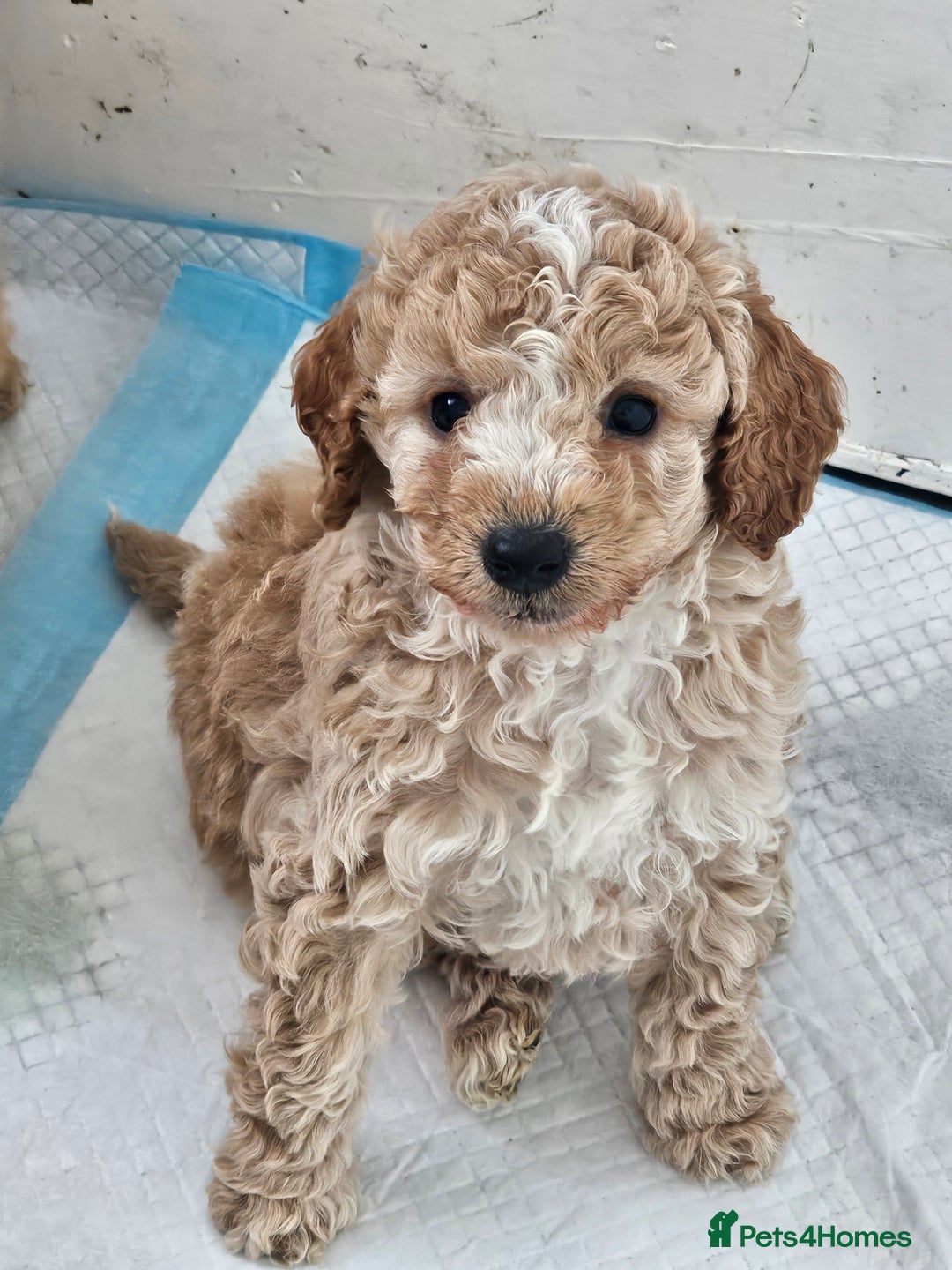 Cockapoo Dog Breed Health and fantastic Care