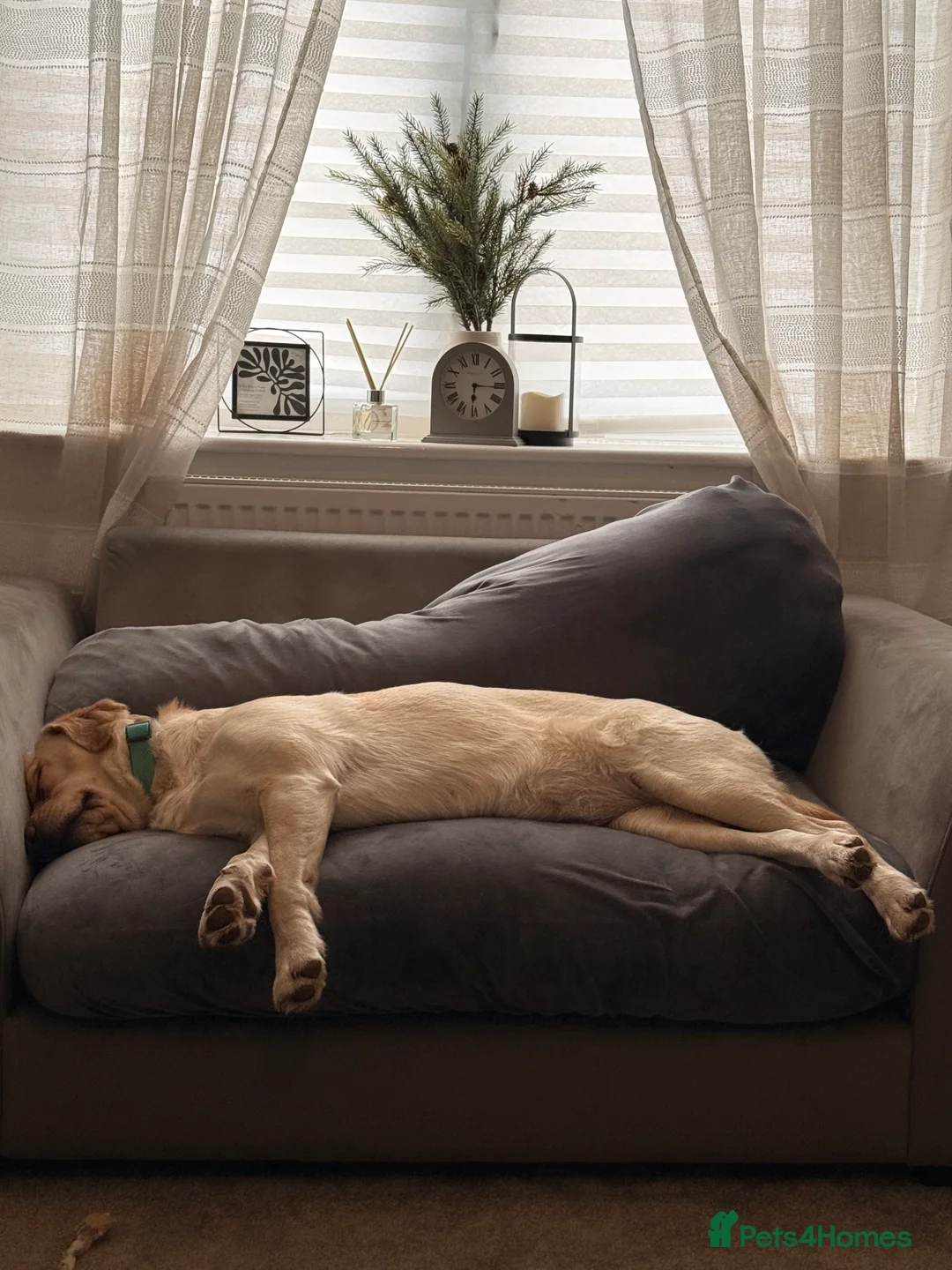 Goldador dogs for sale: Labrador x Golden retriever - PLEASE READ - Advert 2