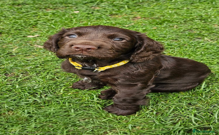 Cocker Spaniel dogs - Advert 5
