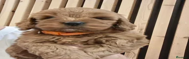 Cockapoo 4