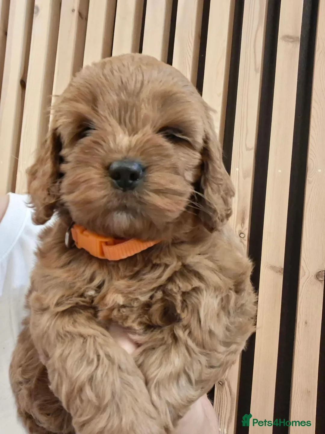 Cockapoo dogs for sale: F1 Cockapoo pups - Advert 2
