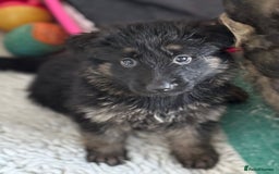 German Shepherd dogs for sale: Stunning long haired chunky German Shepard pups.  - Image 11