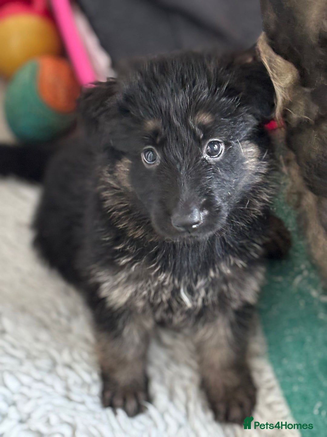 German Shepherd dogs for sale: Stunning long haired chunky German Shepard pups.  - Image 11