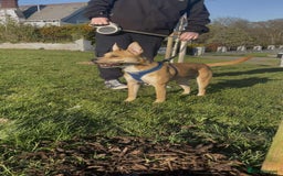 Mixed Breed dogs for adoption: Meet Bruno - Image 3