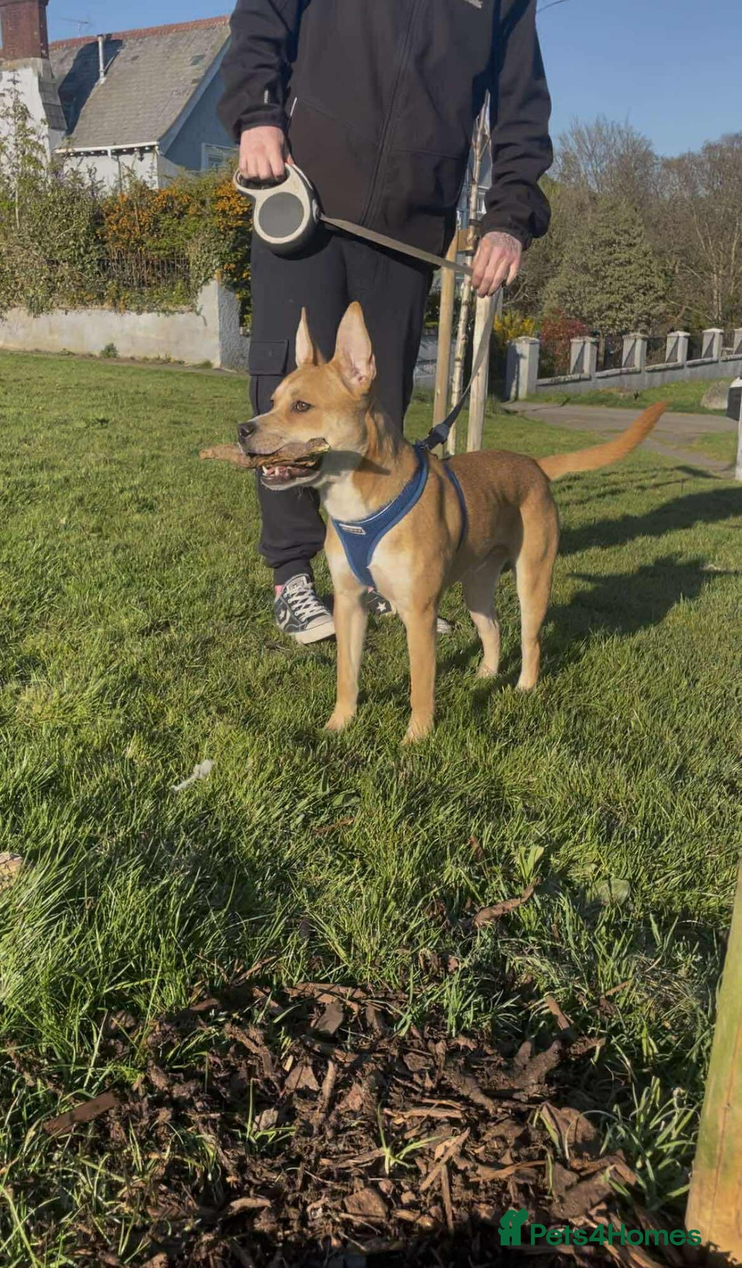 Mixed Breed dogs for adoption: Meet Bruno - Image 3