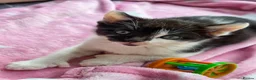 Mixed Breed cats for sale:  Black / white polydactyl boy, handreared by RVN in Birmingham - Advert 2