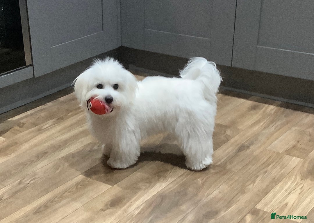 Coton De Tulear dogs for sale: Coton de Tulear puppy 8 months old - Advert 3