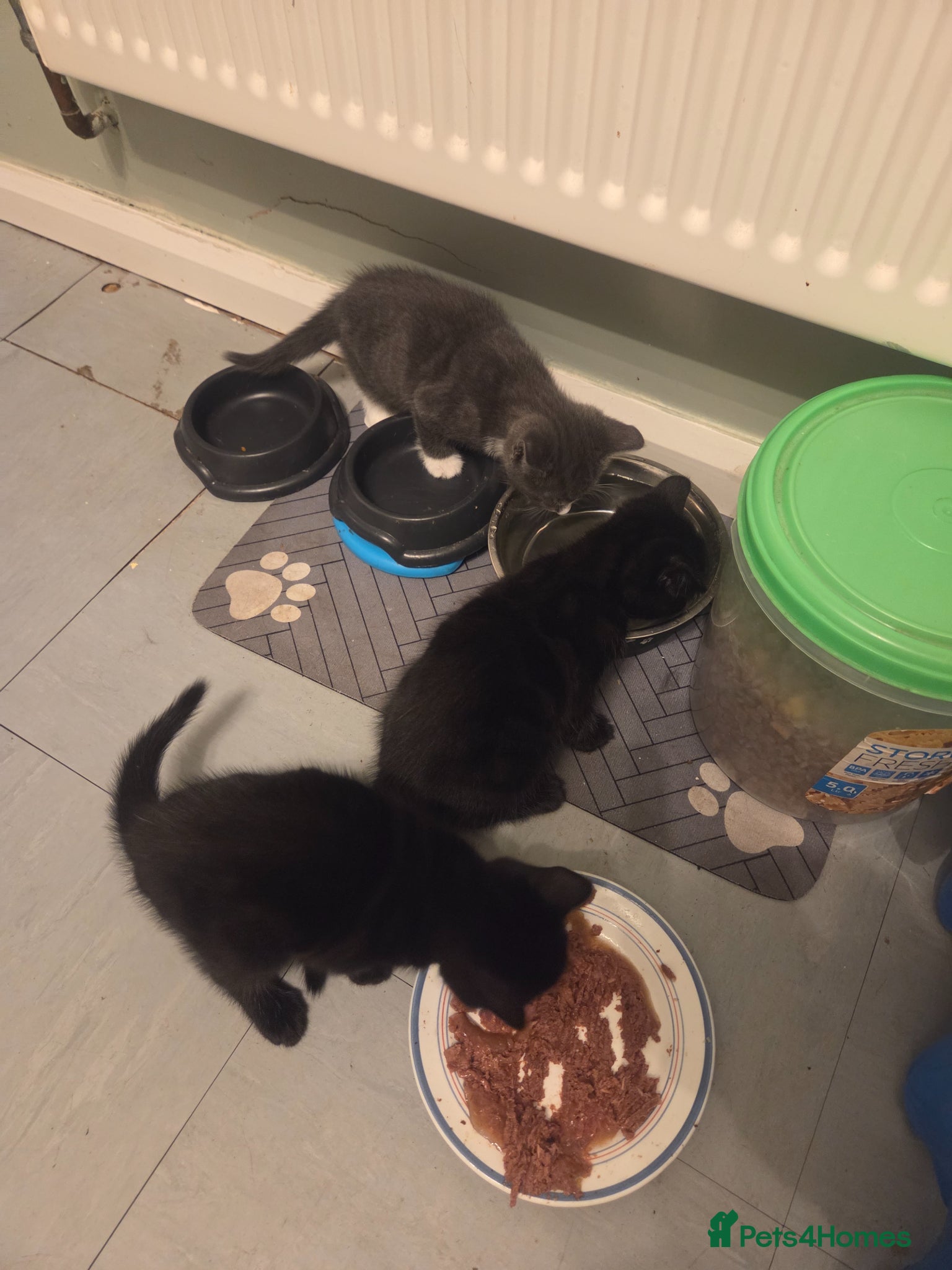 Mixed Breed cats For Sale–3 Male Kittens Looking for Loving Homes  - Advert 3