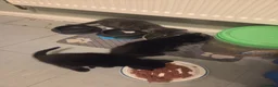 Mixed Breed cats for sale: For Sale–3 Male Kittens Looking for Loving Homes  - Advert 1